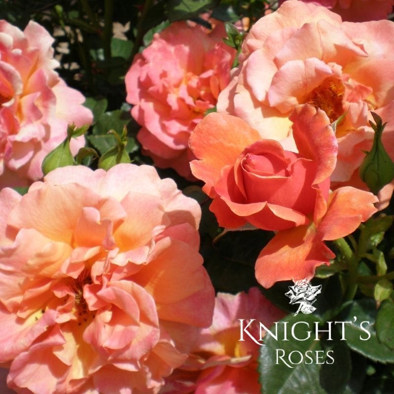 FireStar ™ - Supporting the CFS Foundation - Image 5