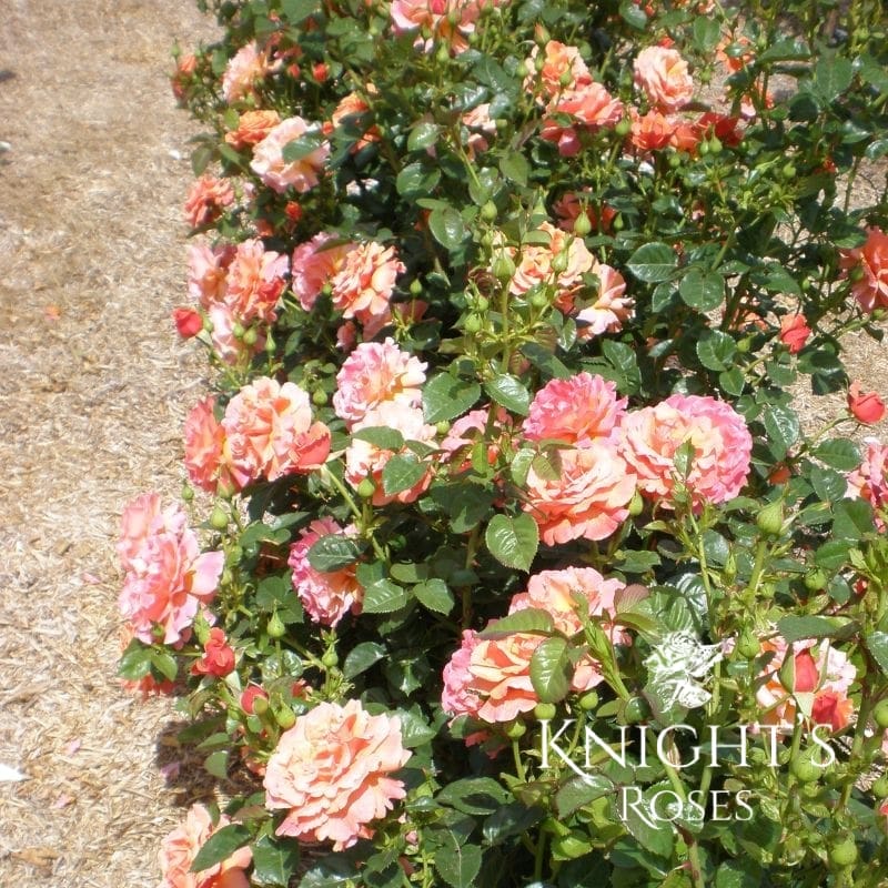 FireStar ™ - Supporting the CFS Foundation - Image 6