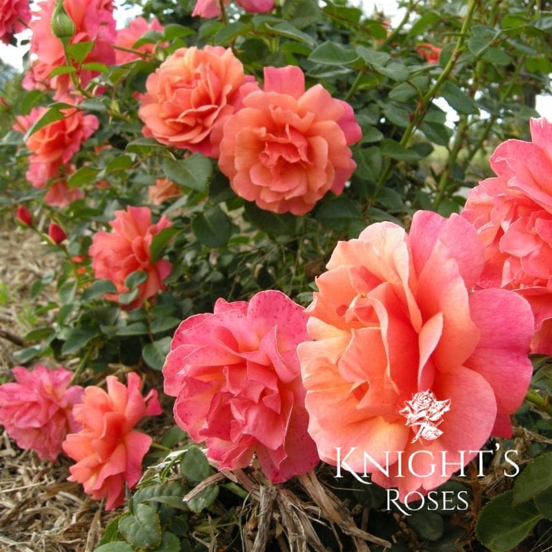 FireStar ™ - Supporting the CFS Foundation - Image 7