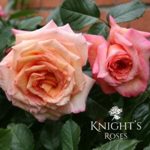 Barock - Climbing - BUY THIS ROSE ONLINE - Knight’s Roses Australia