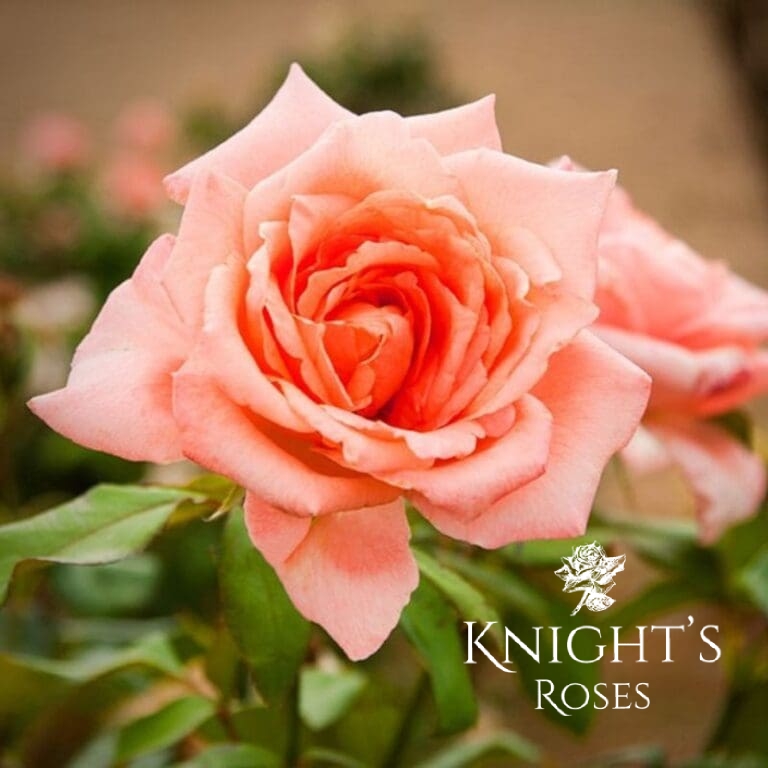 Pink Roses | Knights Roses Australia - Buy A Rose Bush Online