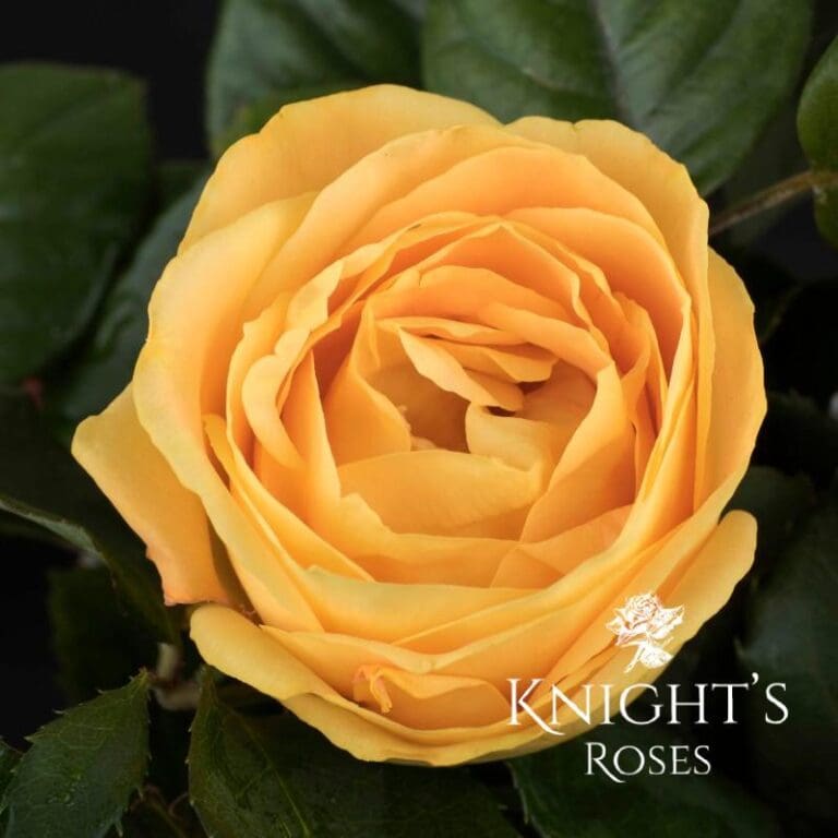 Candlelight Roses Candlelight ™ - BUY THIS ROSE ONLINE - Knight's Roses Australia
