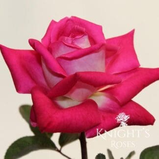 Love & Friendship Roses