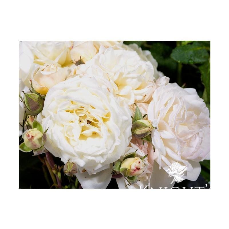 Buy Roses Online |100's of Bagged or Potted | Knight's Roses Australia