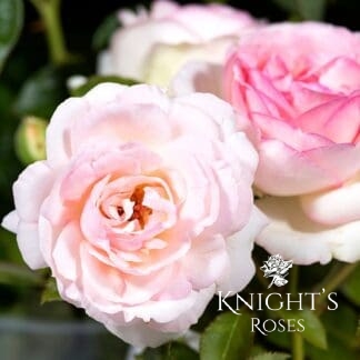 Pierre de Ronsard - Climbing