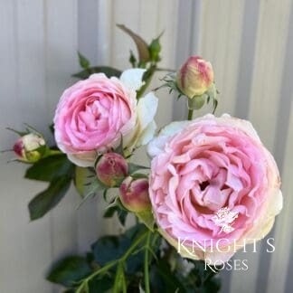 Pierre de Ronsard - Climbing