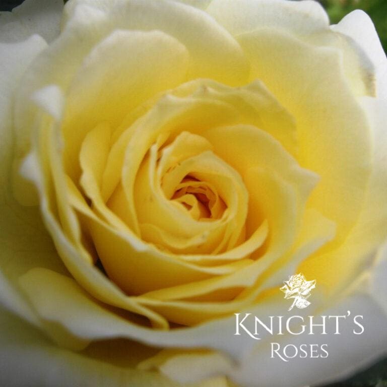 Climbing Roses Knights Roses Australia Buy A Rose Bush Online