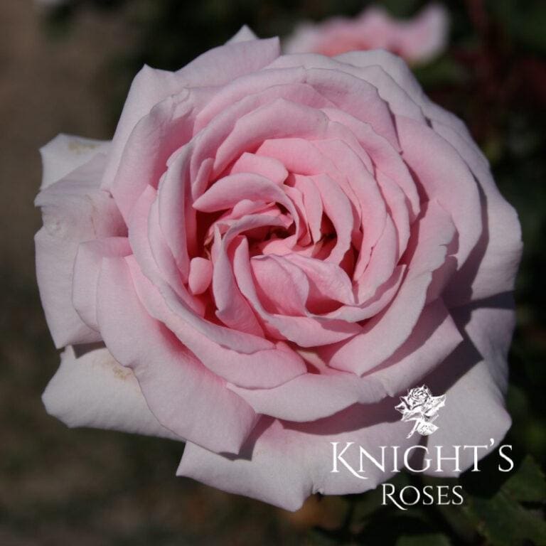 Buy Roses Online |100's of Bagged or Potted | Knight's Roses Australia