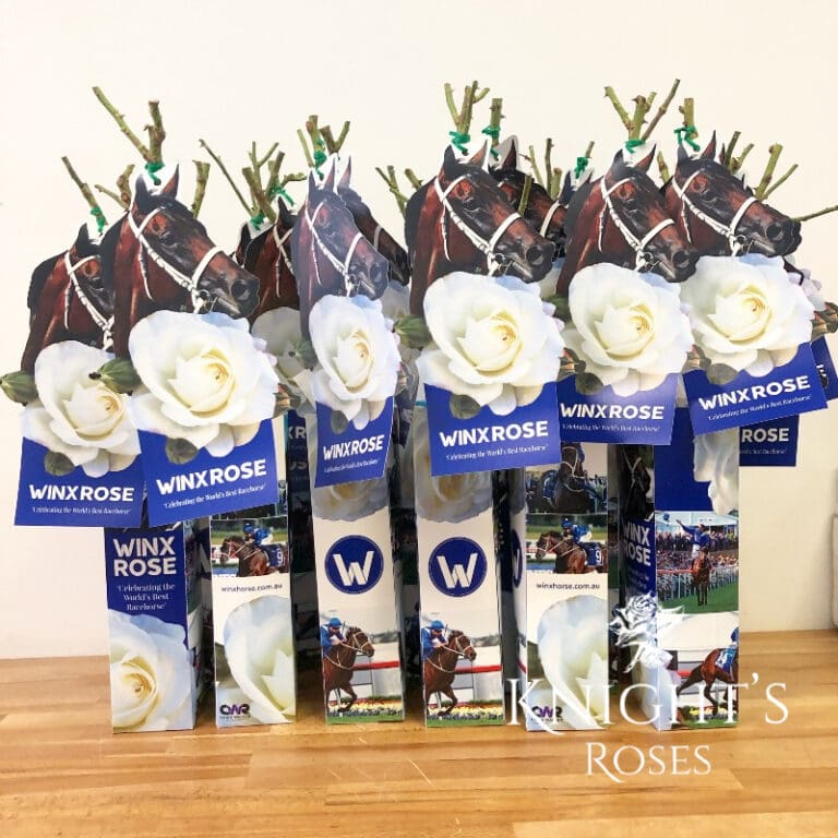 Racehorse Roses The Winx Rose - Celebrating the World's Best Racehorse - Knight's Roses