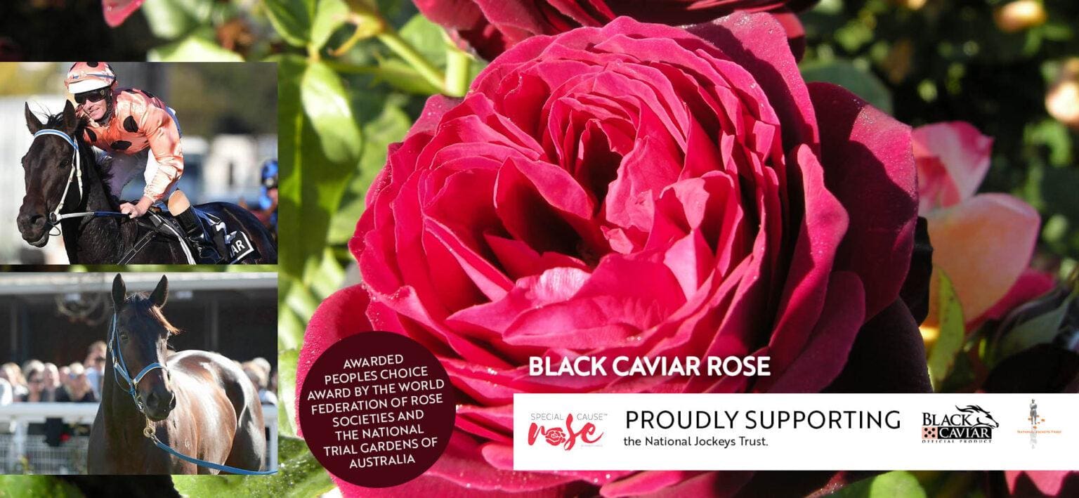 black-caviar-special-cause-rose-knights-roses-gawler-adelaide-barossa