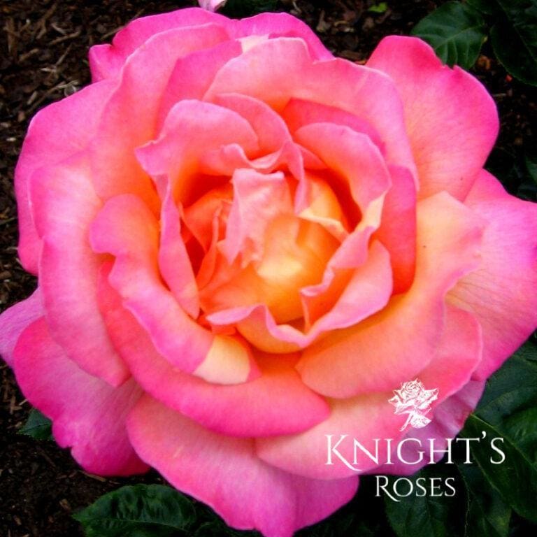 Pink Roses | Knights Roses Australia - Buy A Rose Bush Online