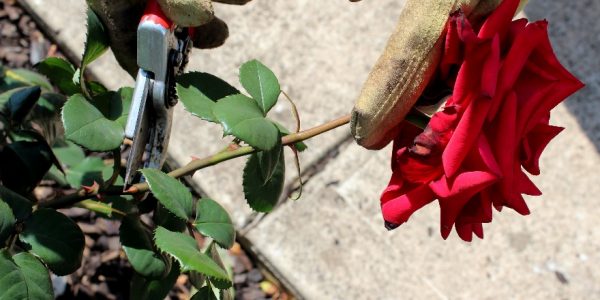 Deheading a Rose