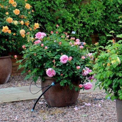 Knights-Roses-Potted-Pink-Rose-Bush
