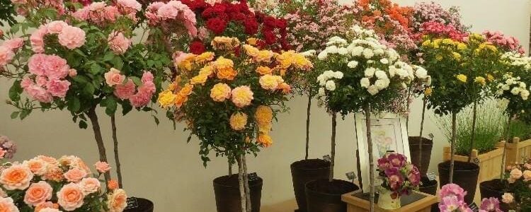 Knights-Roses-Potted-Roses-display