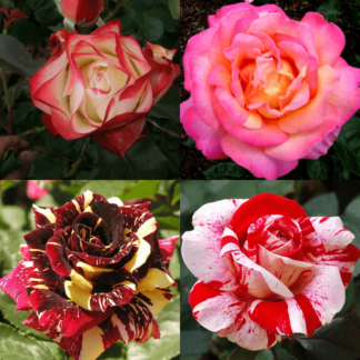 Variegated/Multi-Colour Roses