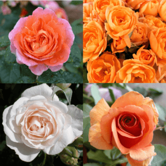 Orange/Apricot Roses
