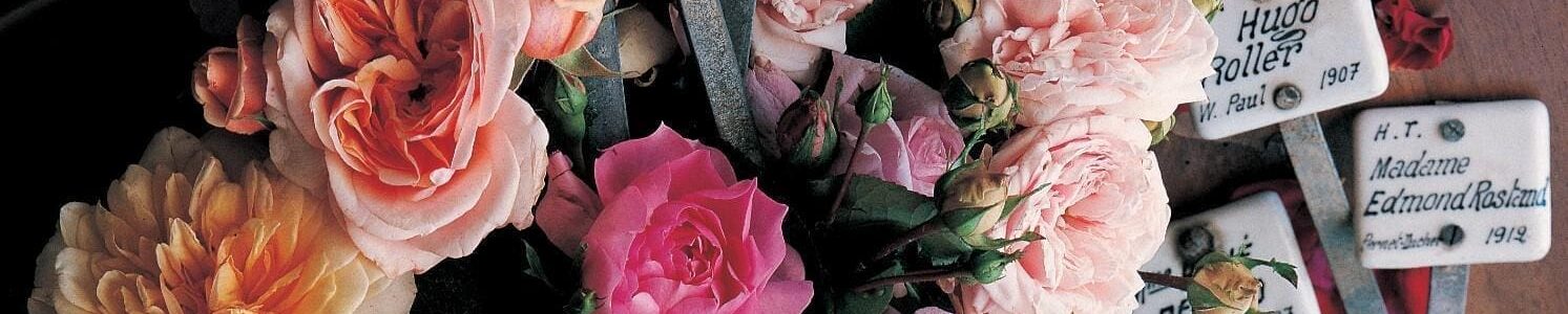 roses-et-pique-prix-Knights-Roses