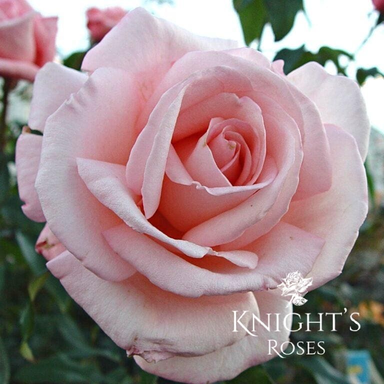 Pink Roses | Knights Roses Australia - Buy A Rose Bush Online
