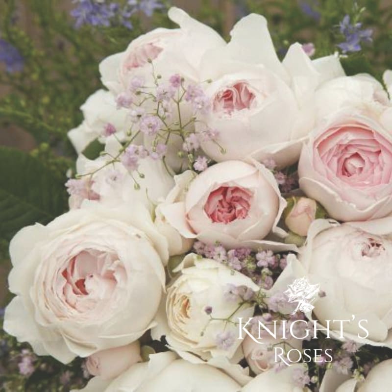 Earth Angel - Image 3