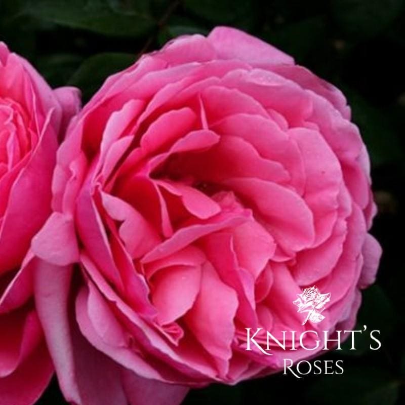 Me Not BUY THIS ROSE ONLINE Knight's Roses Australia