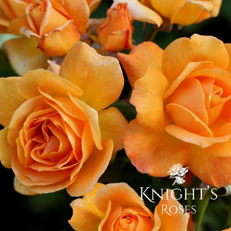Slim Dusty BUY THIS ROSE ONLINE Knight's Roses Australia