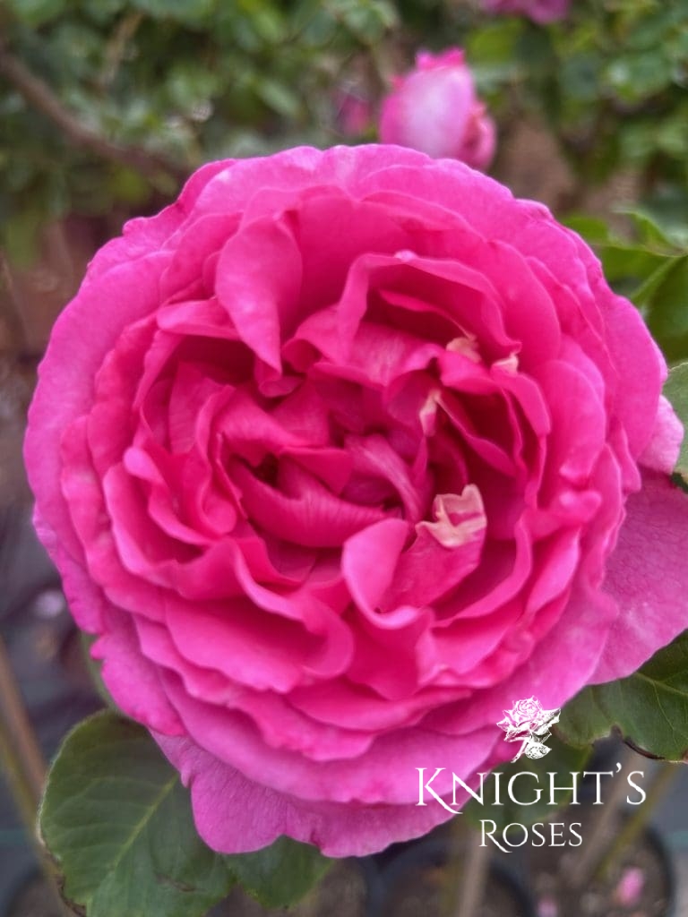 Aus Roses Queen Adelaide - BUY THIS ROSE ONLINE - Knight's Roses Australia