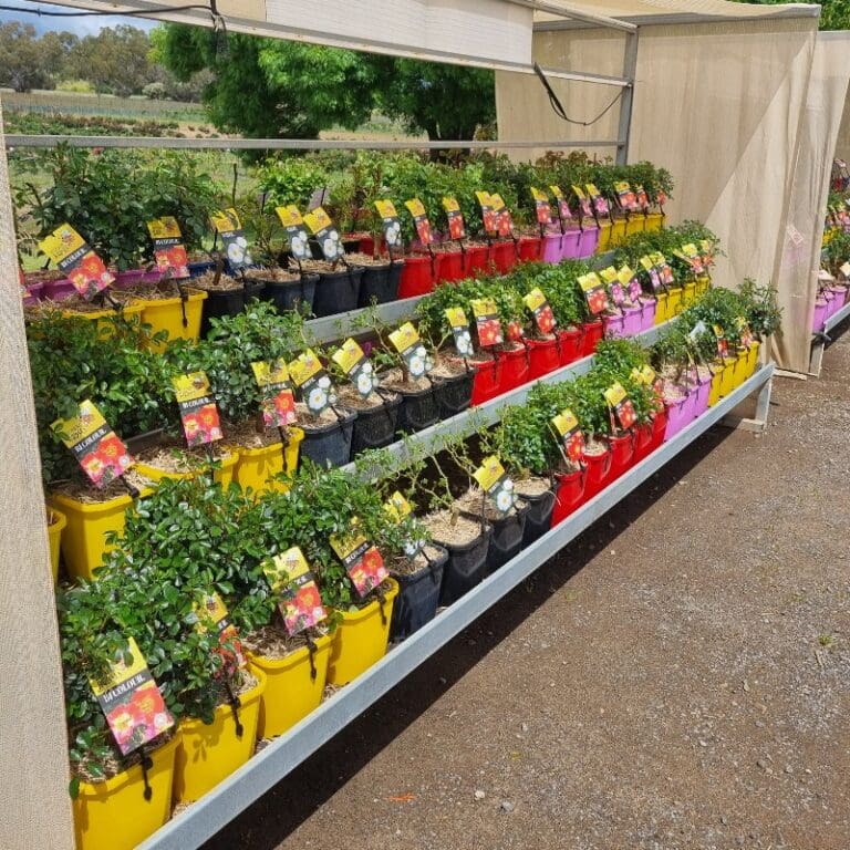 Buy Roses Online 100's of Bagged or Potted Knight's Roses Australia