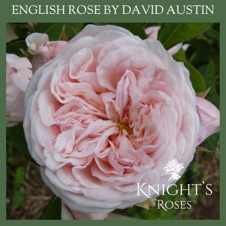 Pink Roses | Knights Roses Australia - Buy A Rose Bush Online
