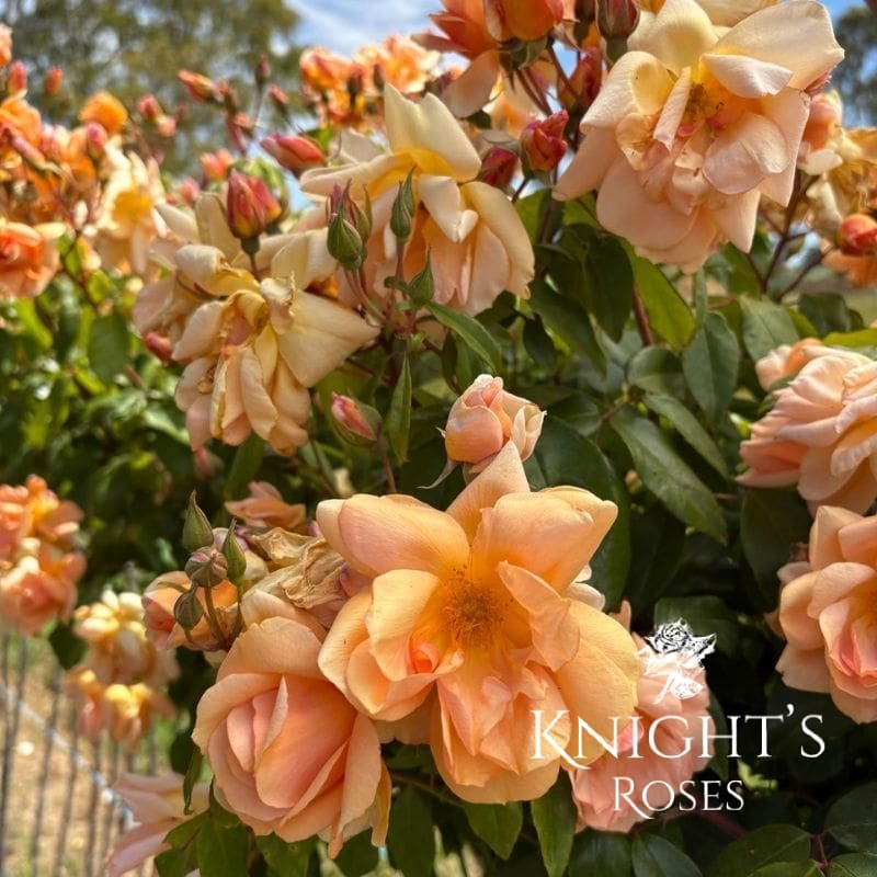 Crepuscule - Climbing - Image 3