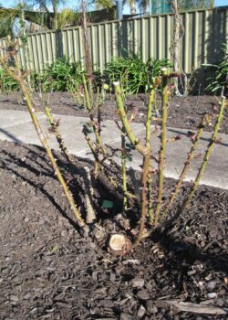 Hybrid Tea bush with large old branches removed