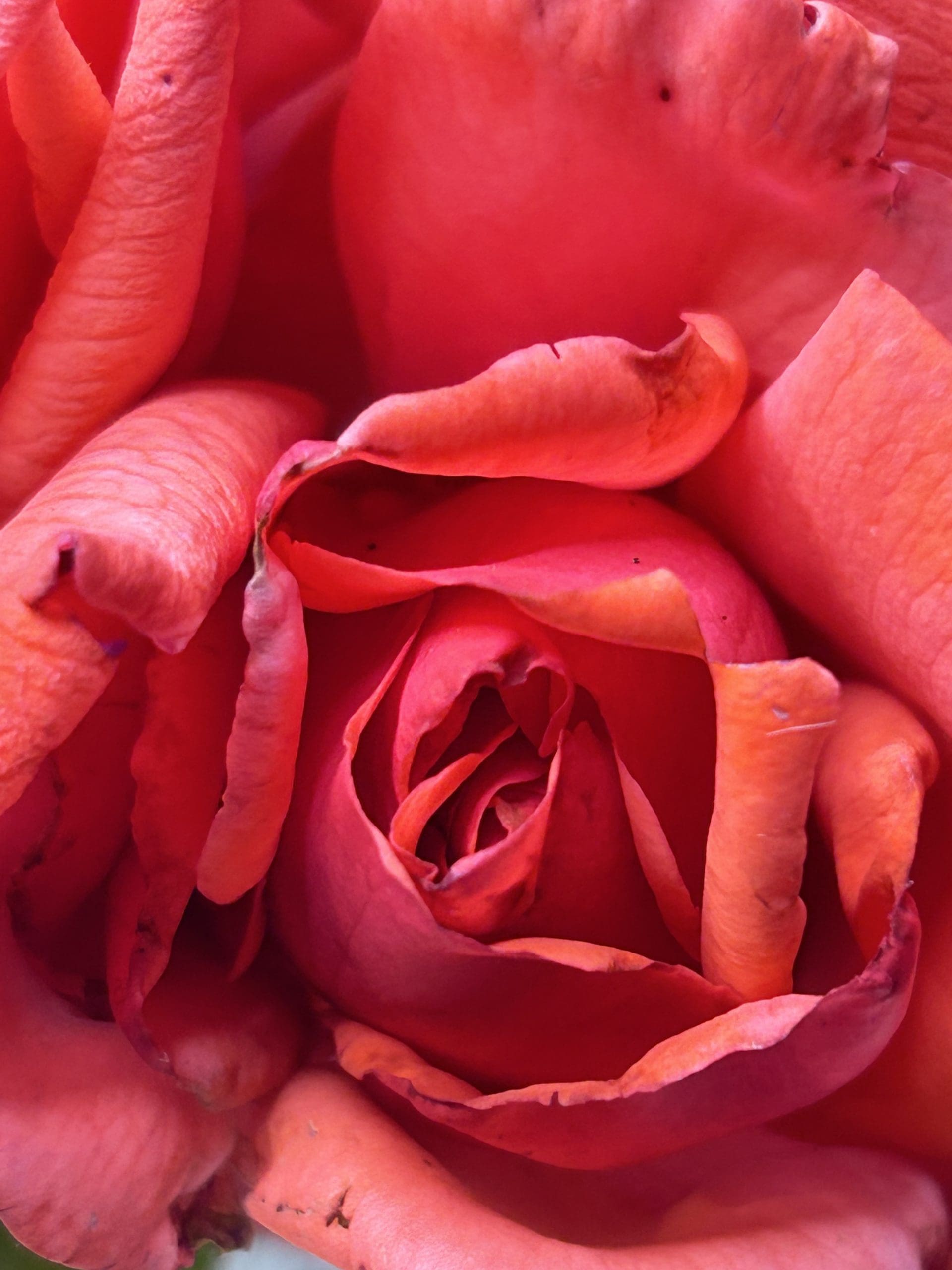 Prolly Roses Rosie Dolly Meet The Stunning Rose Named For A Country Music Superstar