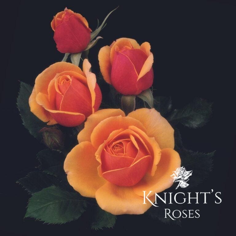 About Face - BUY THIS ROSE ONLINE - Knight's Roses Australia