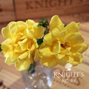 All Gold - BUY THIS ROSE ONLINE - Knight's Roses Australia