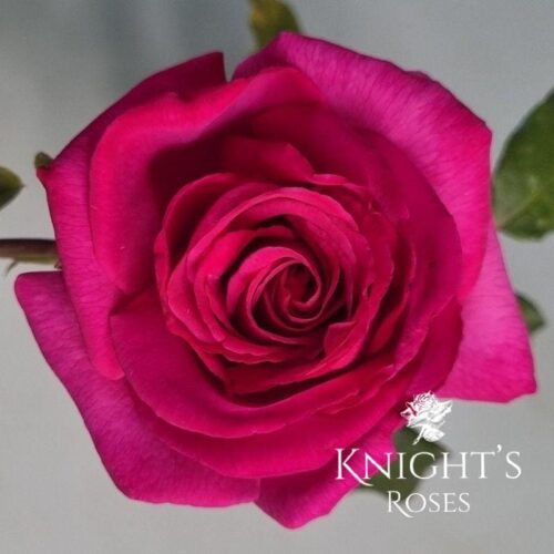 Amazing-Mum-Hybrid-Tea-Knights-Roses(4) Amazing-Mum-Hybrid-Tea-Knights-Roses(4)
