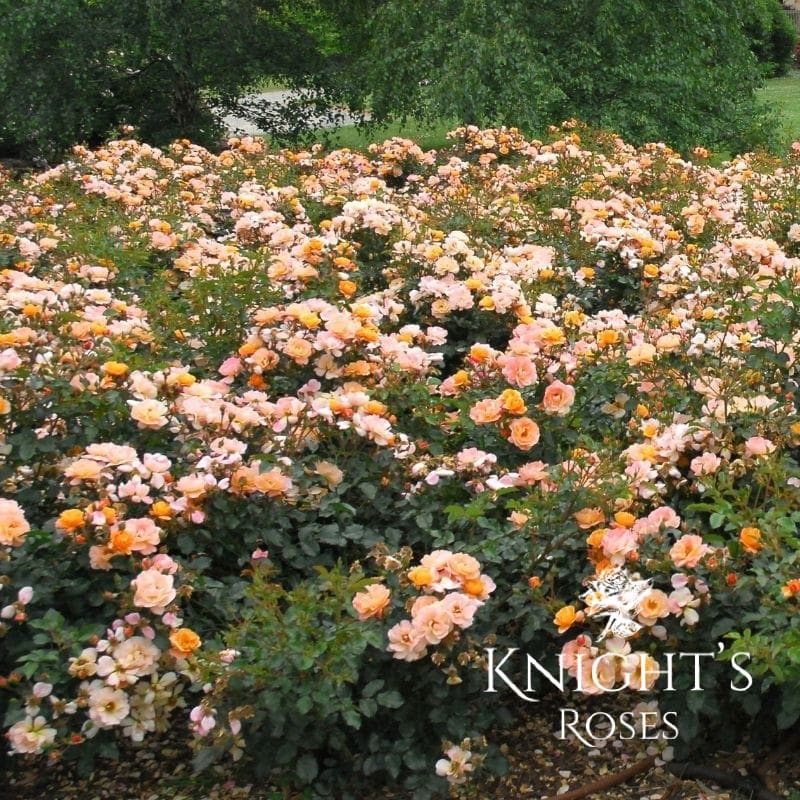 Flower Carpet Amber - Image 5