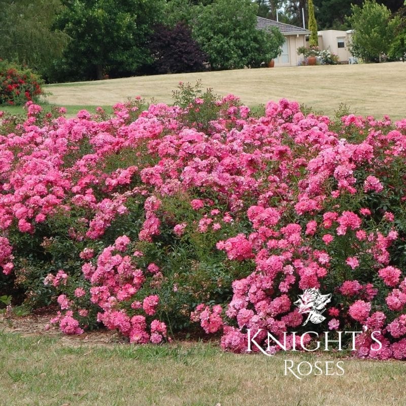 Flower Carpet Pink - Image 5