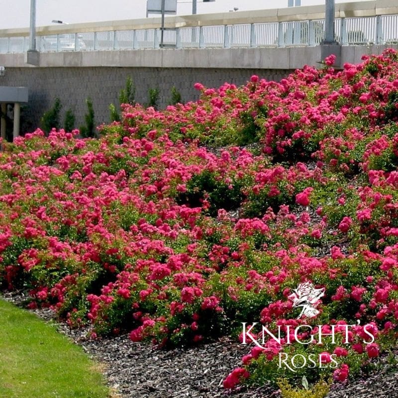 Flower Carpet Pink - Image 6