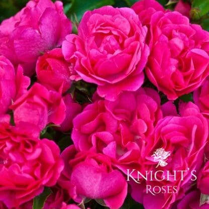 Flower Carpet Pink - Image 3