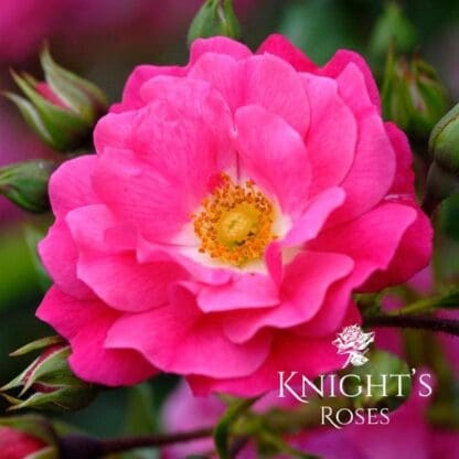 Flower Carpet Pink - Image 2