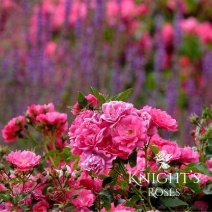 Flower Carpet Pink - Image 4