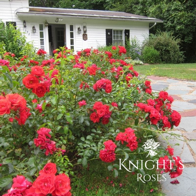 Flower Carpet Scarlet - Image 3