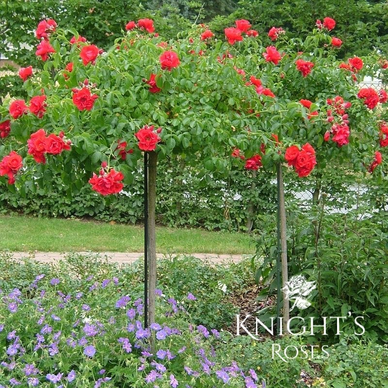 Flower Carpet Scarlet - Image 4