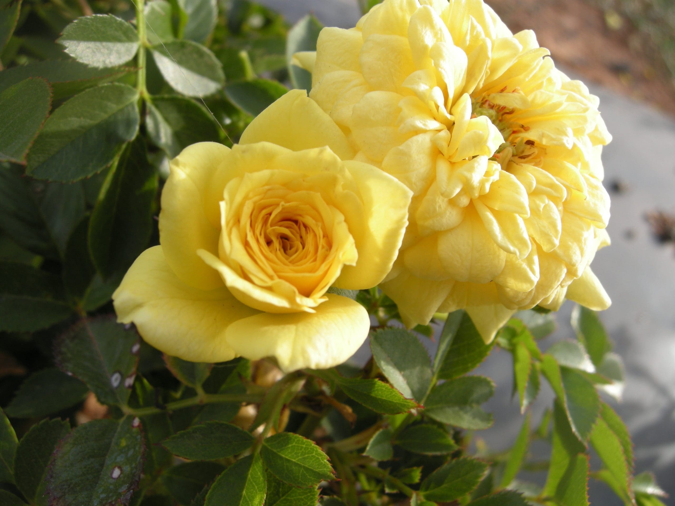 Gold Juwel - Image 2