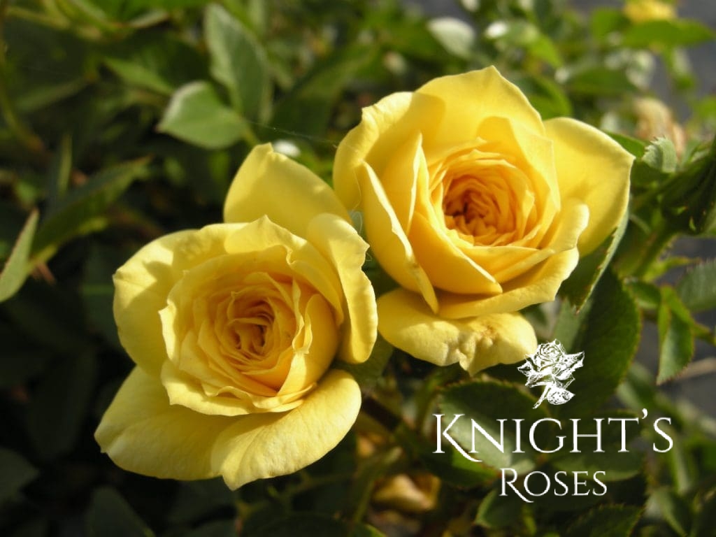 Gold Juwel - BUY THIS ROSE ONLINE - Knight's Roses Australia