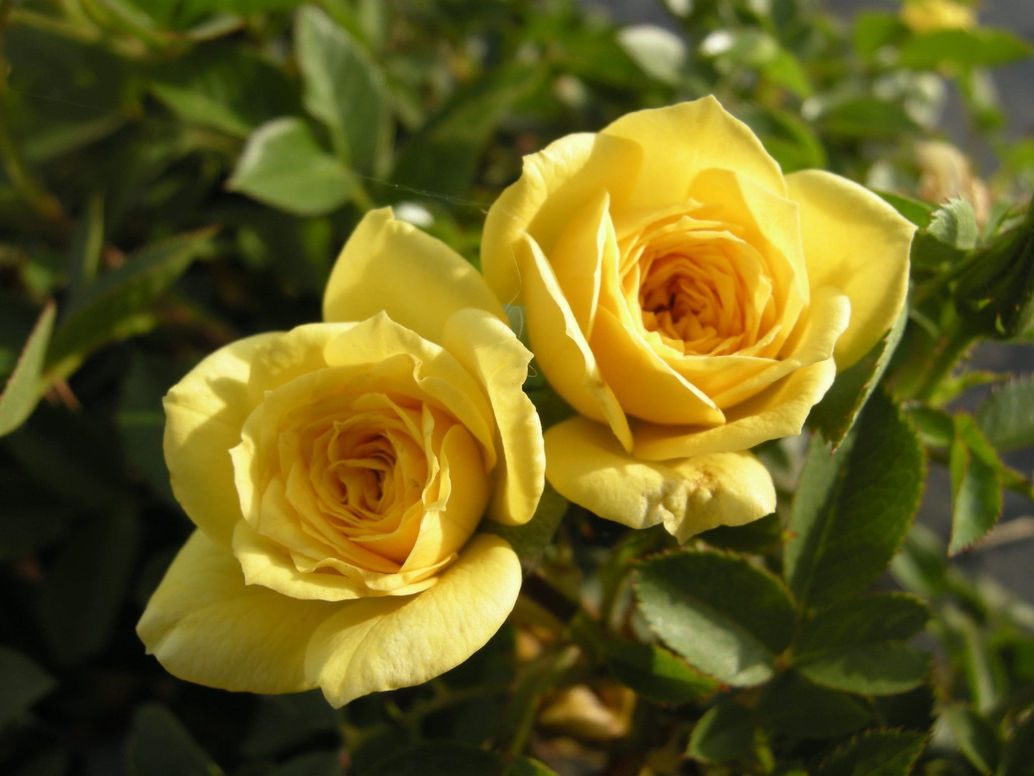 Gold Juwel - BUY THIS ROSE ONLINE - Knight's Roses Australia