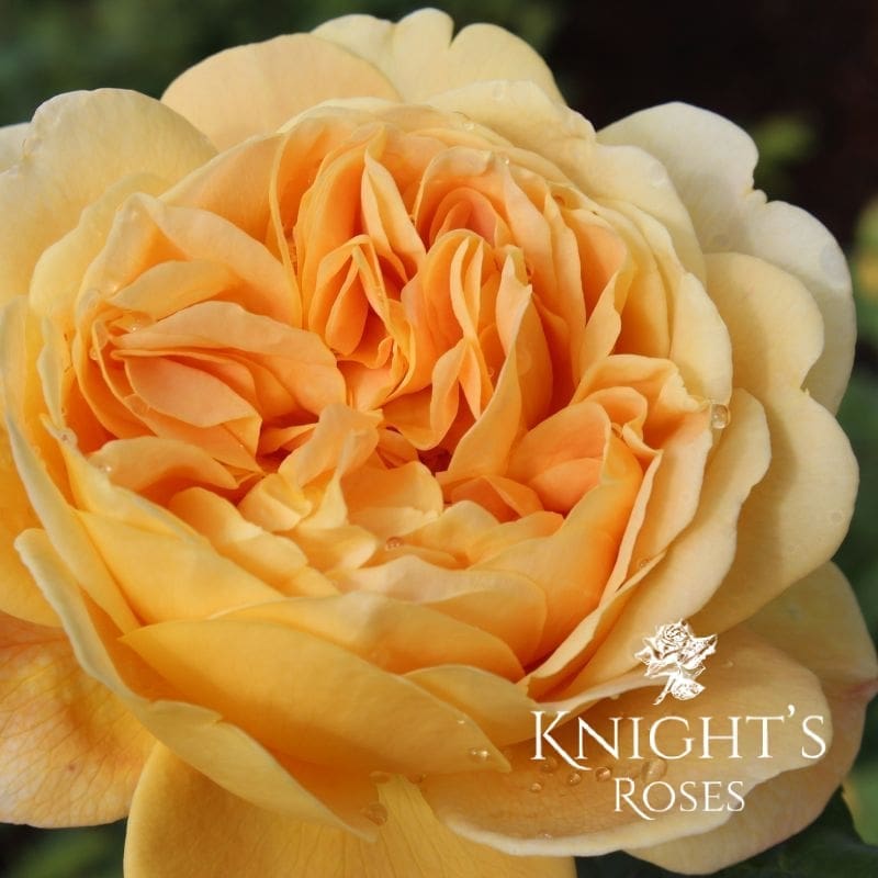 Golden-Celebration-Rose-David-Austin-Knights-Roses
