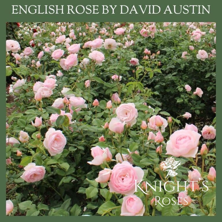 Heritage - BUY THIS ROSE ONLINE - Knight's Roses Australia