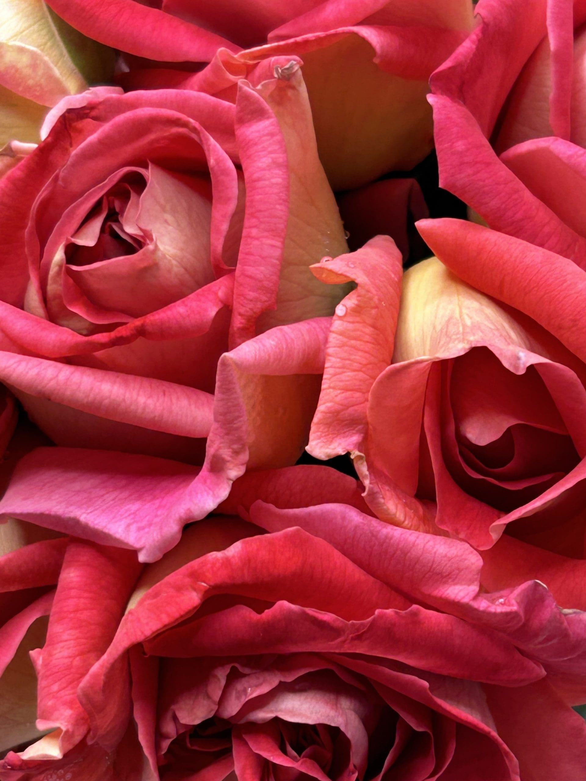 Kronenbourg - Image 3