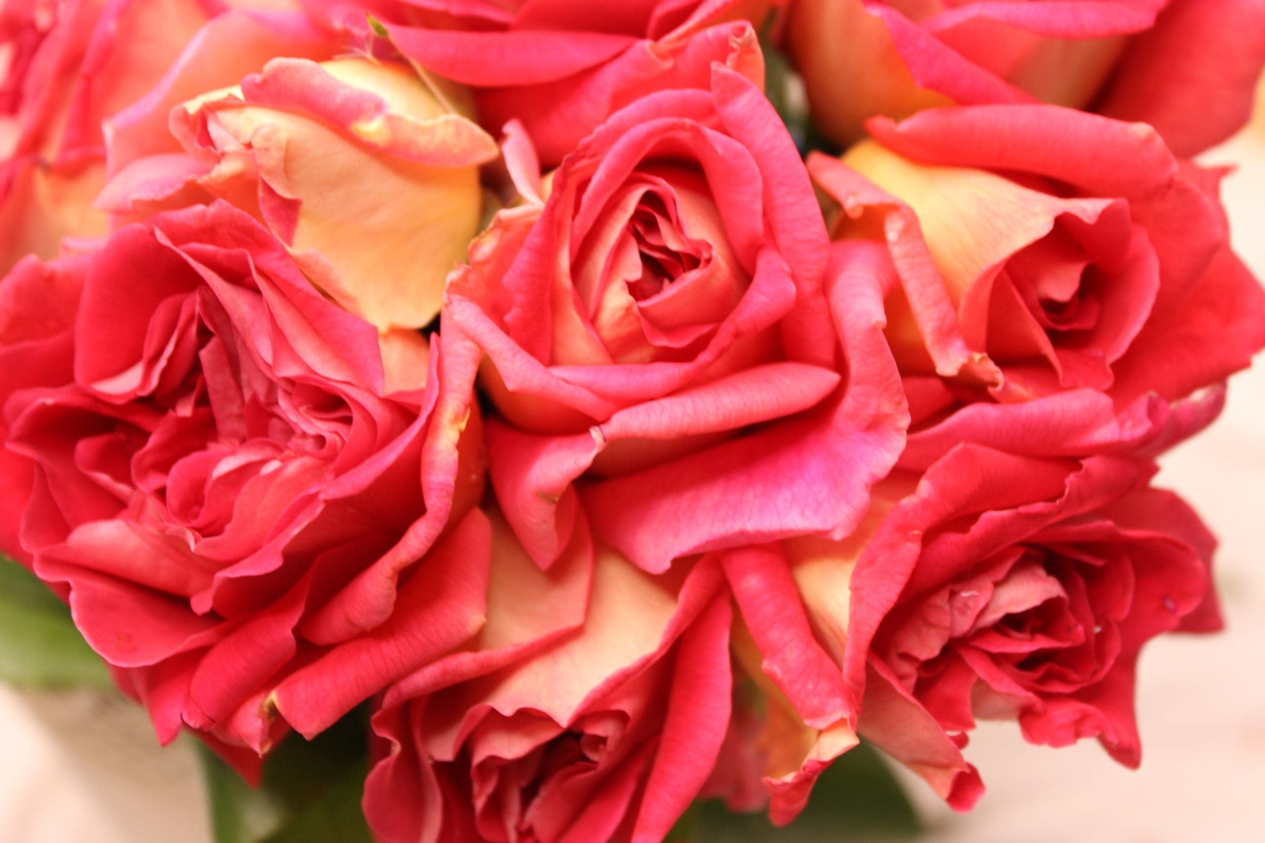 Kronenbourg - Image 2