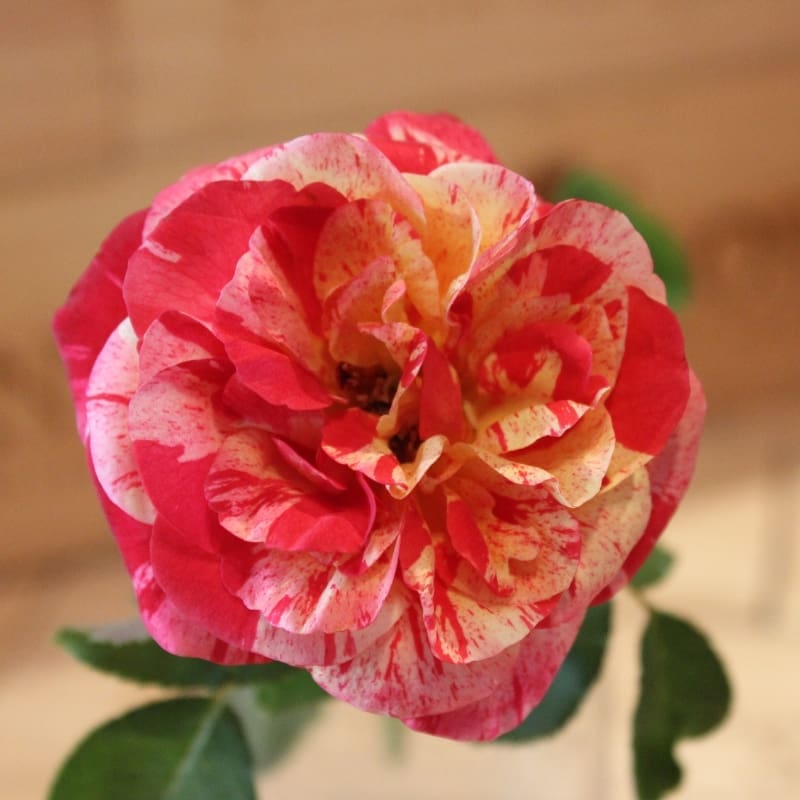 Love In - BUY THIS ROSE ONLINE - Knight's Roses Australia